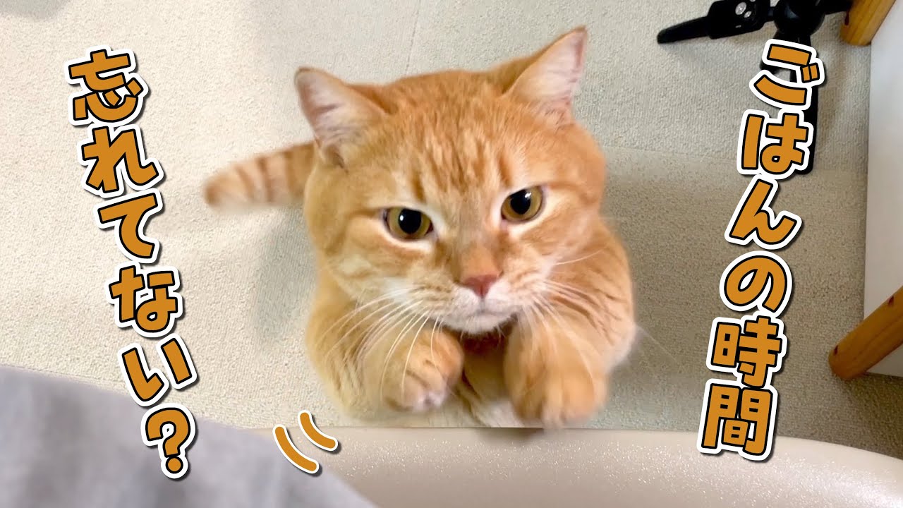 思わず２本足でごはんをおねだりする食いしん坊猫が可愛い！