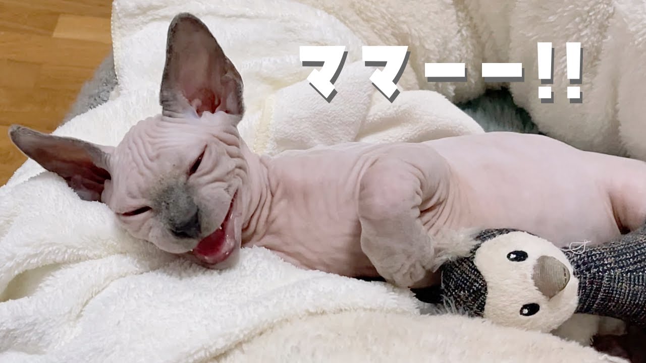 そばに居ないと不安で鳴く猫から目が離せません【スフィンクス猫】