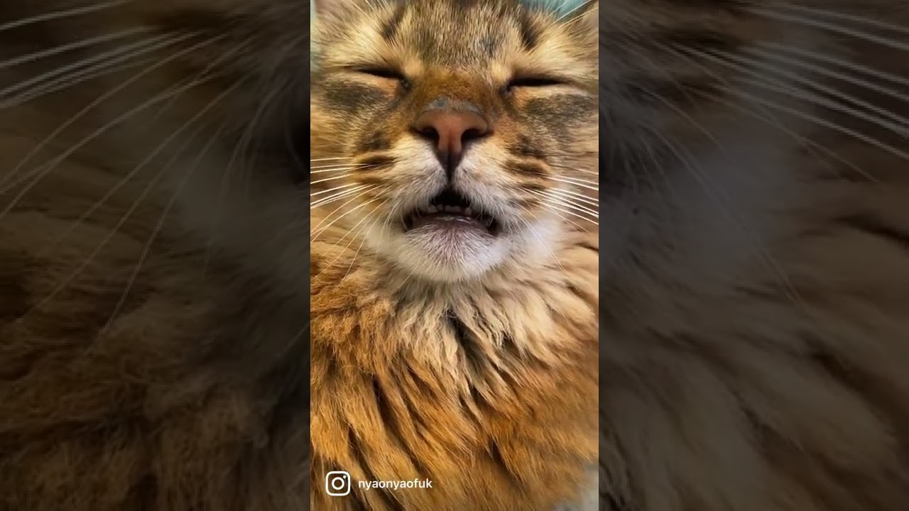 【猫カフェ 福岡】インスタでバズった動画集✨ソマリ猫ルッチの寝顔