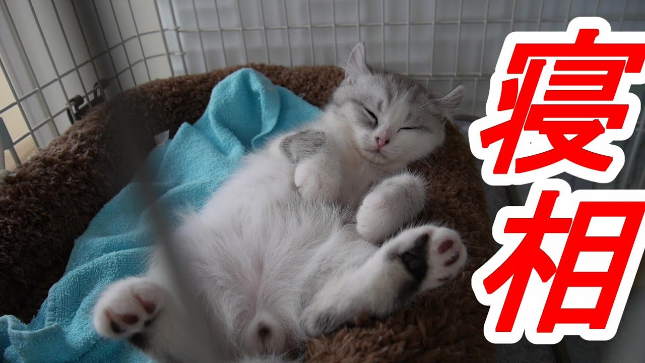 アメリカンカールの子猫の可愛い寝相を集めてみました!!