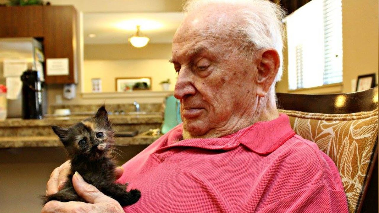 母猫とはぐれた子猫たちに、時間を持て余した老人たちを会わせるとみんなに笑顔をもたらしました【感動実話 動物】