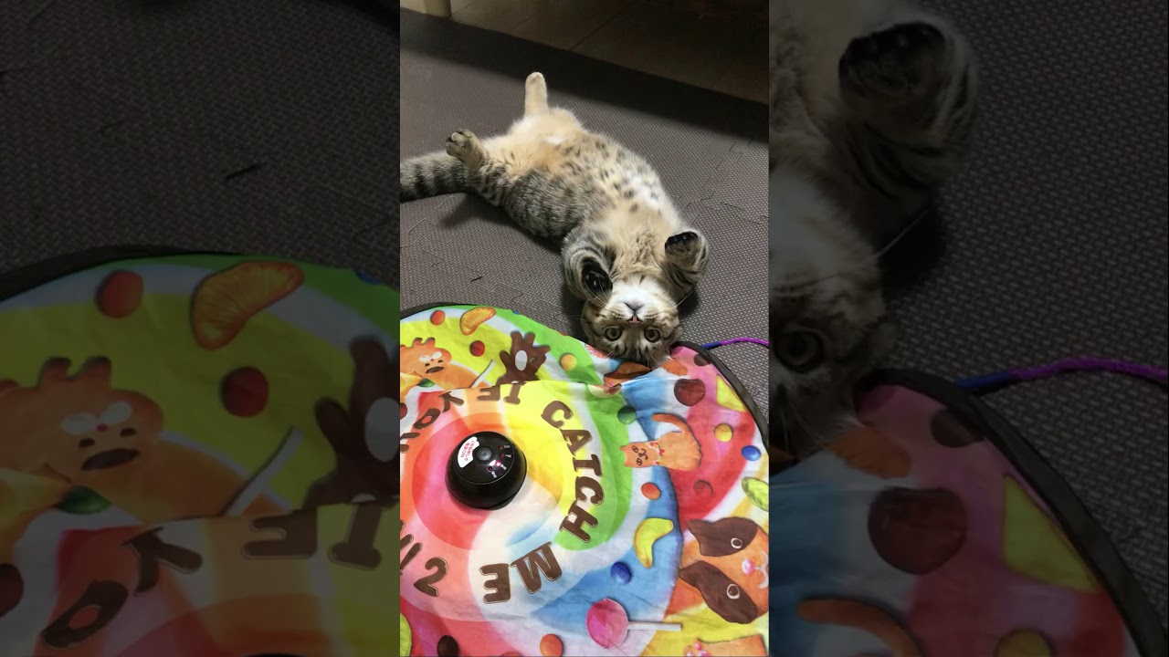 キンカローの子猫が考えた遊びが斬新でカワイイ　マンチカン×アメリカンカール　#Shorts