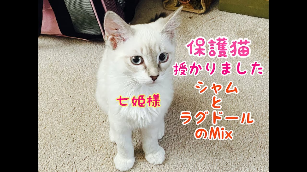 【 保護猫 】シャム猫とラグドールのミックスの女の子 ななちゃん【七姫】と名付けました。