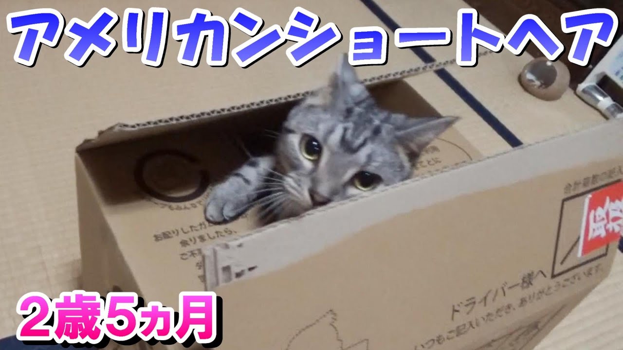 アメショーのソラ　２歳５ヵ月の様子（アメリカンショートヘア）