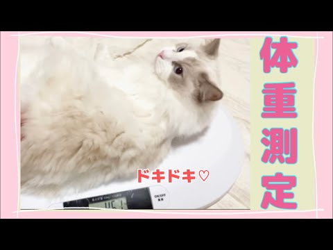 【定期】可愛いラグドールキャット♂ドキドキ♡体重測定【ペット用体重計】【猫】