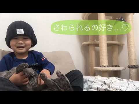 【猫とこども】デボンレックスの抱っこ