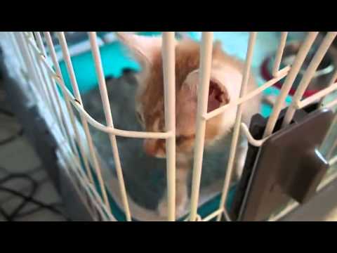 【子猫編】ケージからパンチする子猫