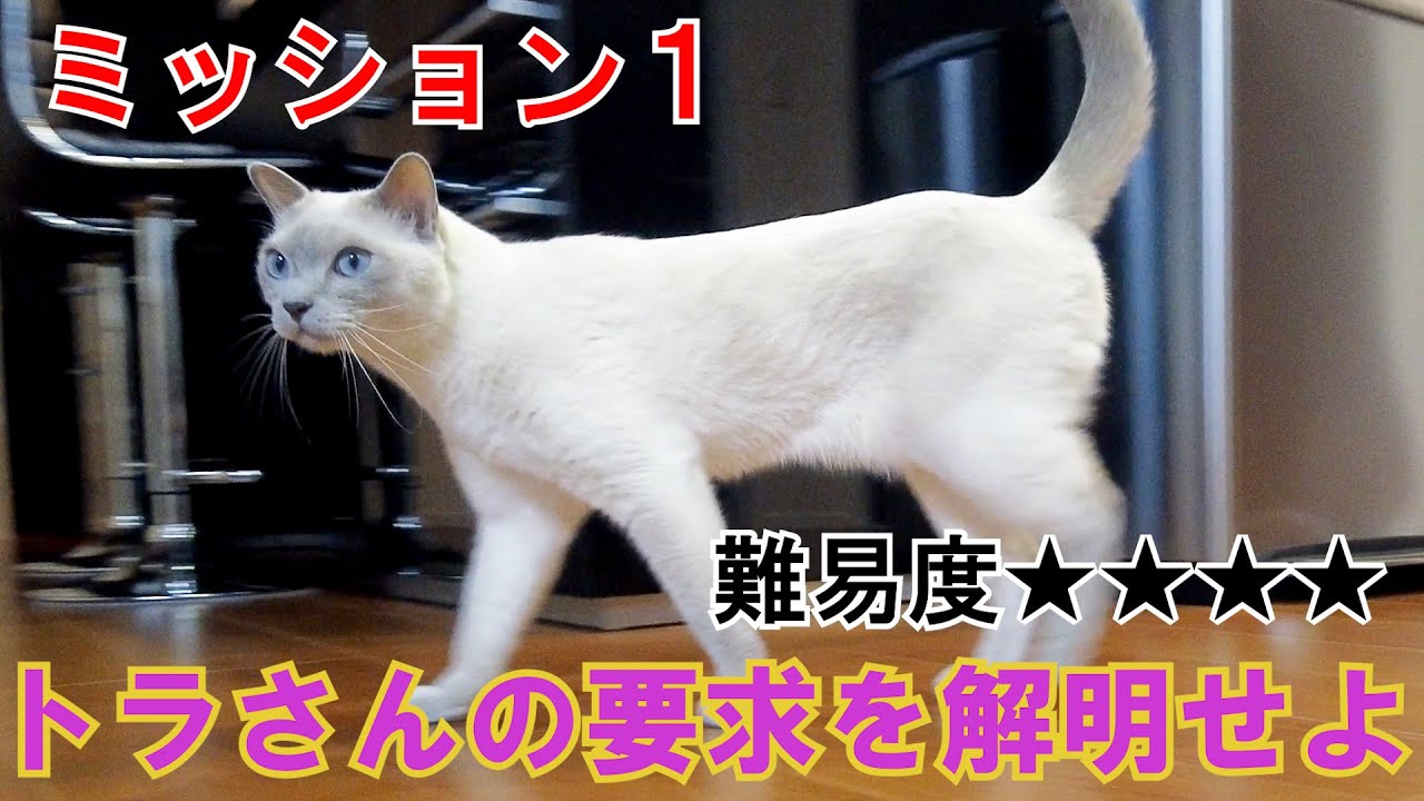 【要求がわからない】【ロシアンブルー×トンキニーズ】猫ちゃんVer. 2才のイヤイヤ期（＃85）