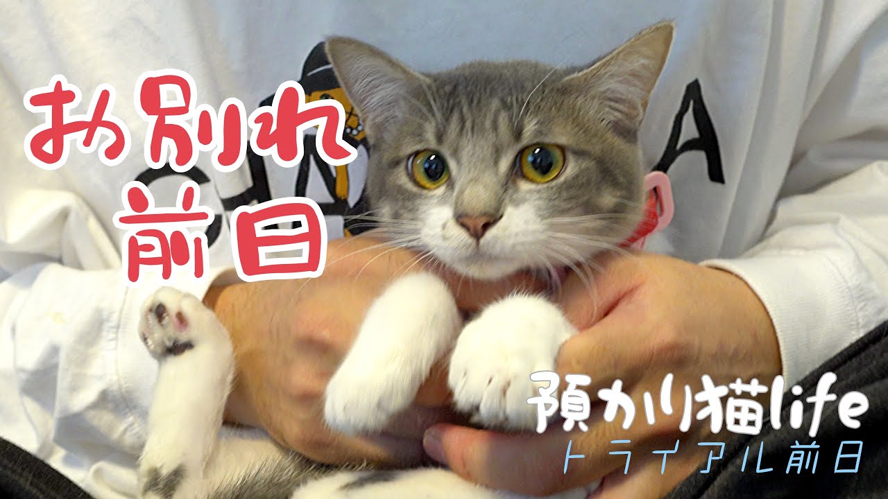 子猫が福岡から中国地方に旅立ちます。前日の荷造り【トライアル前日】