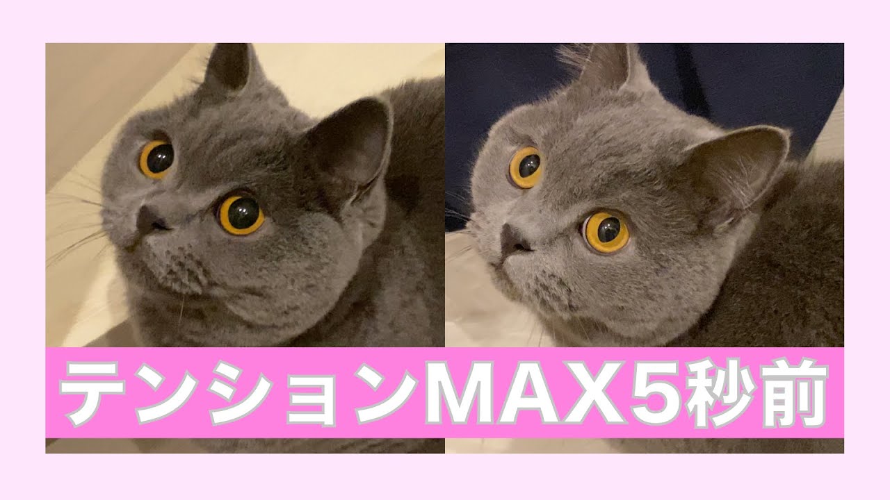 テンションが上がりすぎてかわいい猫【ブリティッシュショートヘア】