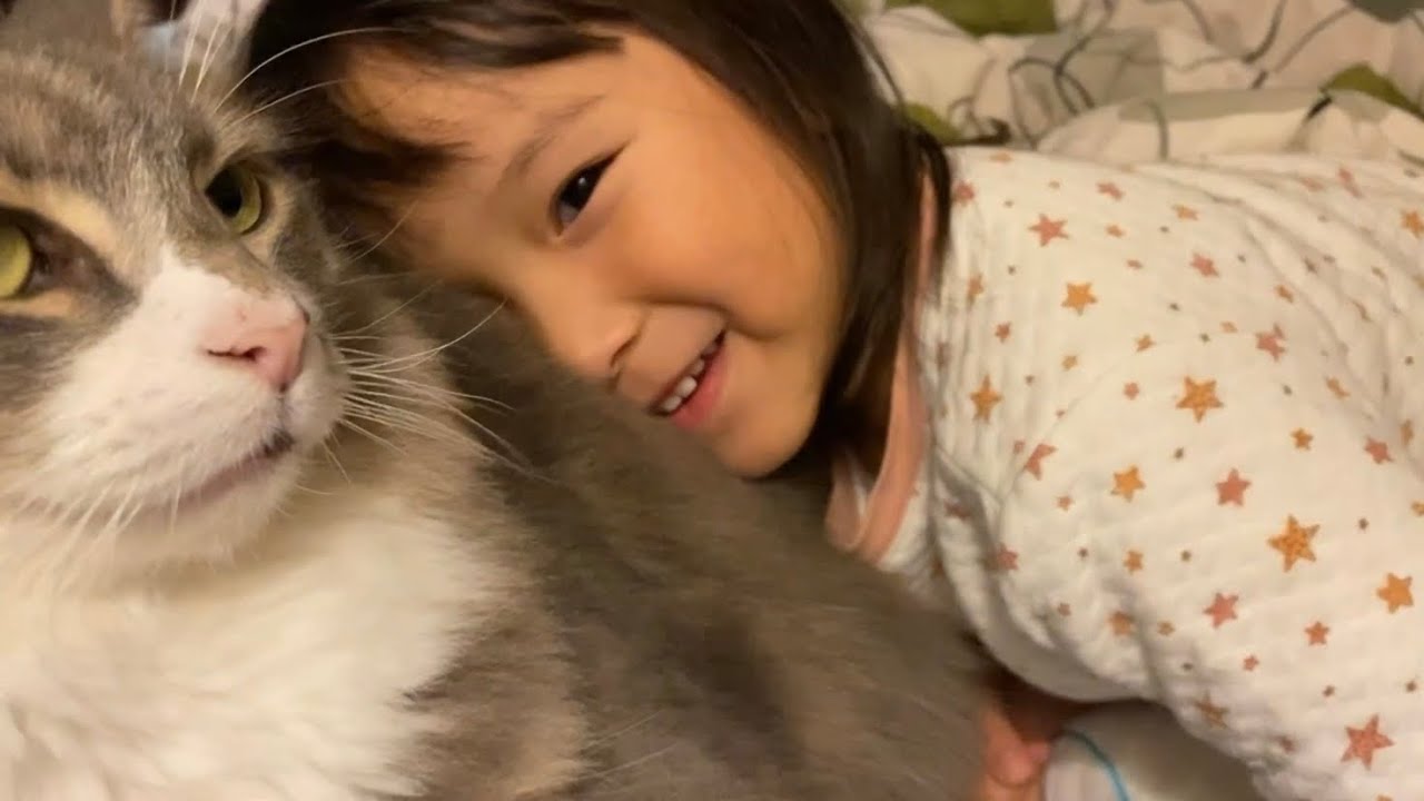 帰って来た娘達とずっと一緒に過ごす猫　ノルウェージャンフォレストキャットA cat spending time with her daughters who came home.