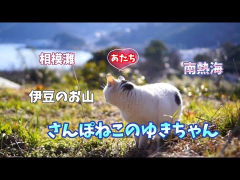 【さんぽねこのゆきちゃん】ゆきちゃんと早春賦│ゆきちゃん！春の風が気持ちいいね│熱海│伊豆│日本猫│あたちに興味があるのなら概要欄を見てニャン│希少な純粋なジャパニーズボブテイルのゆきちゃん