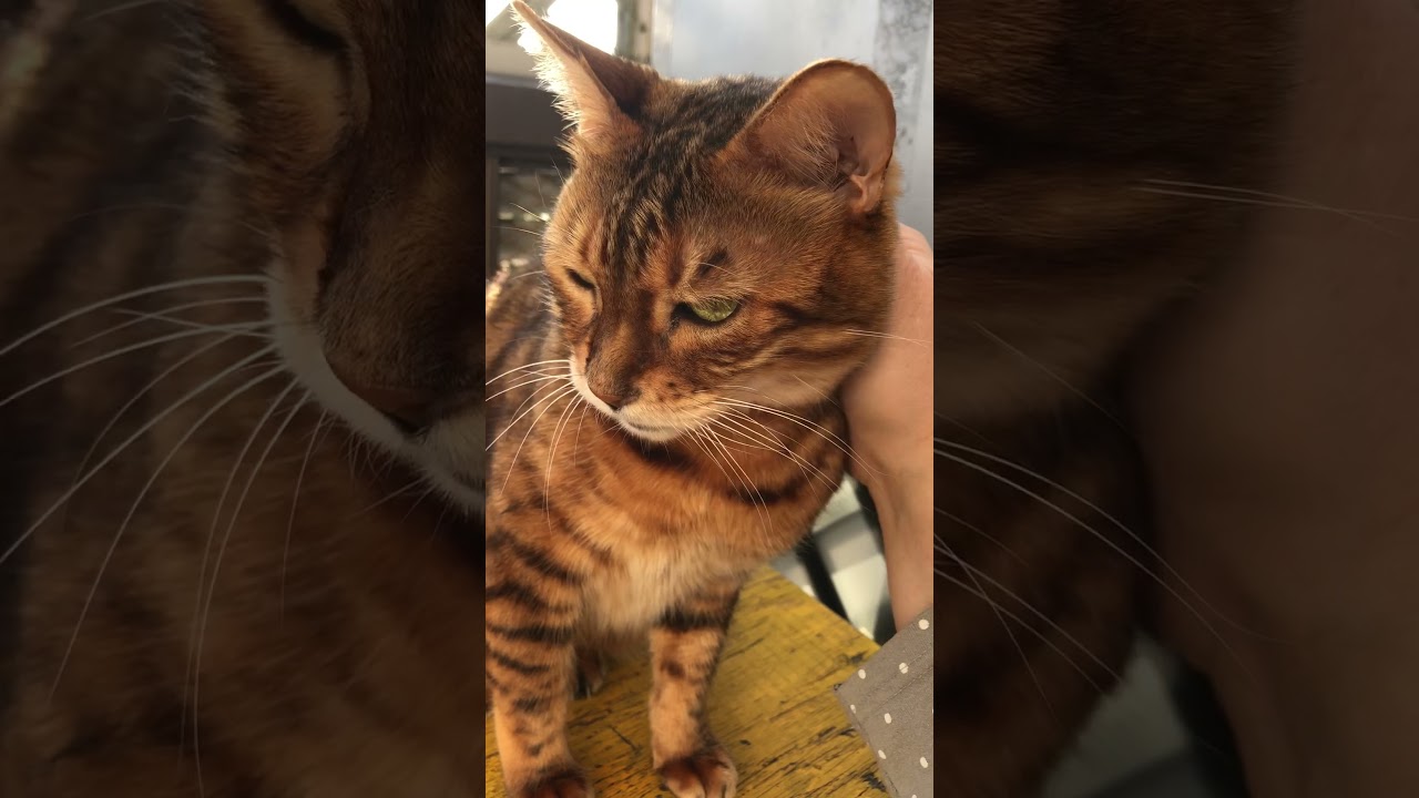 愛猫オシキャットのベランダでモコちゃん