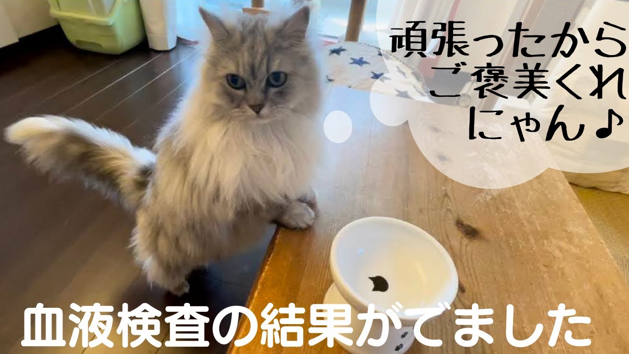血液検査の結果がでました【8歳のラガマフィン】