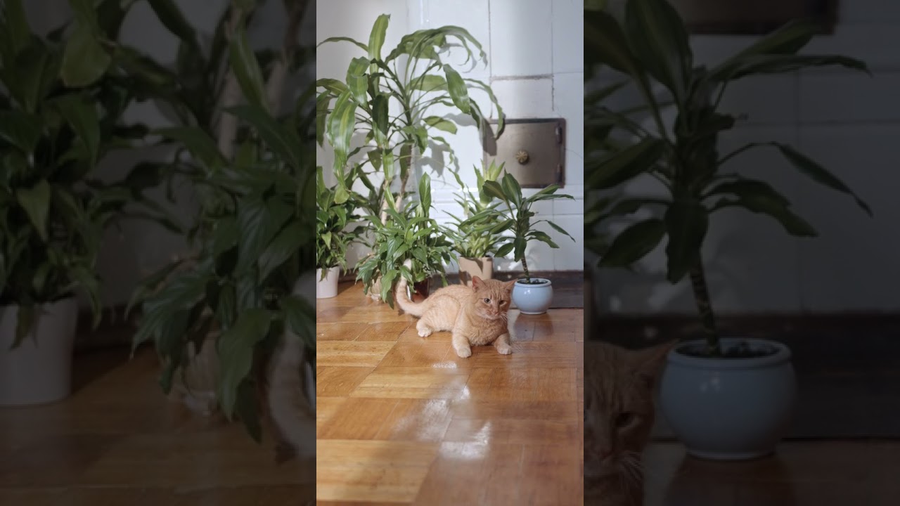 Brown Cat | Cat for cats #shorts