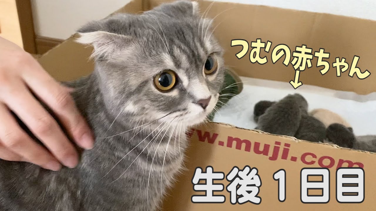 [Day 1 after birth] Cute Scottish Fold kitten