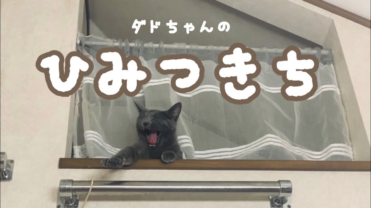 【猫】ダドリーちゃんの秘密基地を紹介します