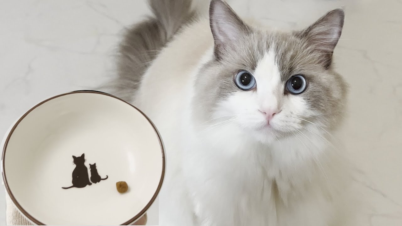 ご飯のたびにたくさん鳴いてくれるラグドール猫！カリカリ1粒だけあげたらリアクションが可愛すぎた...笑【ドッキリ】【かわいい】