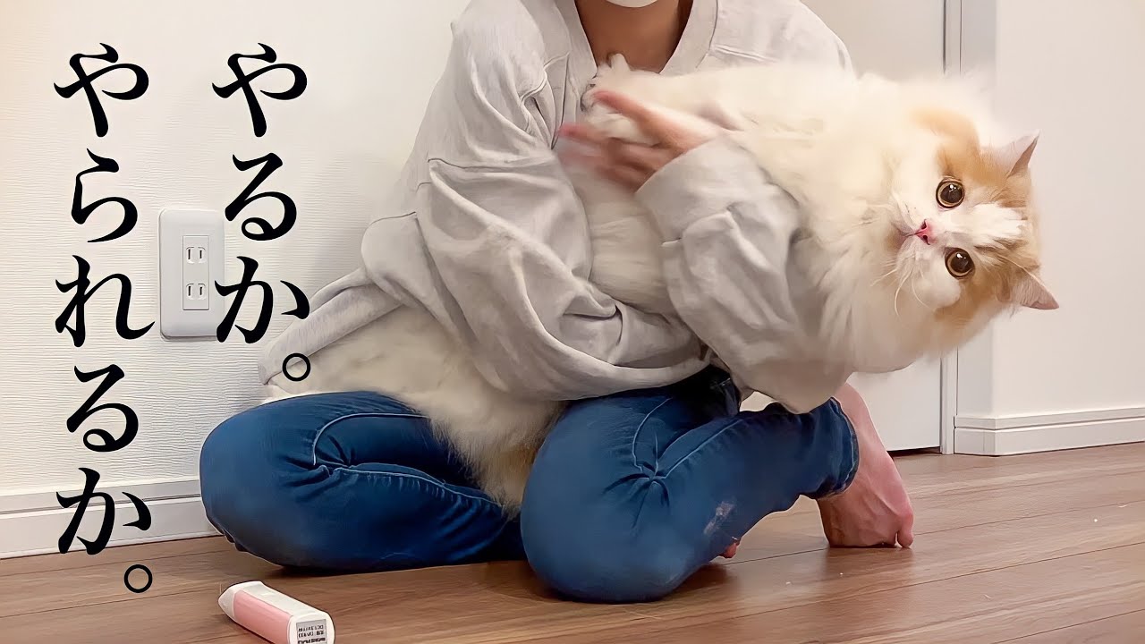 必死すぎる猫と飼い主がカオスすぎたw