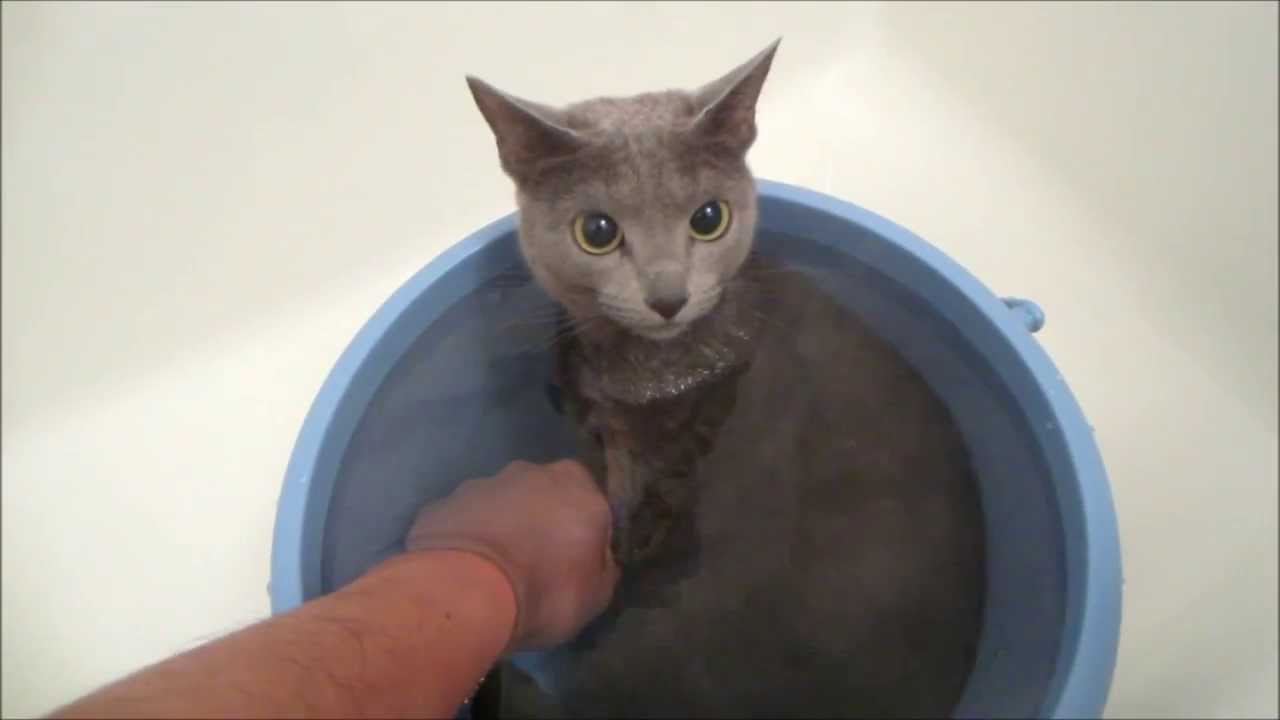 ロシアンブルーのかわいい鳴き声。