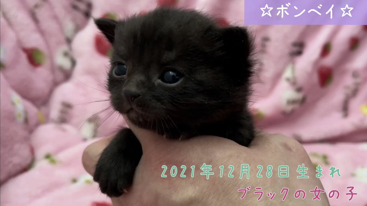 【ナナハチ’s ROOM】ボンベイ☆ブラックの女の子　20220116