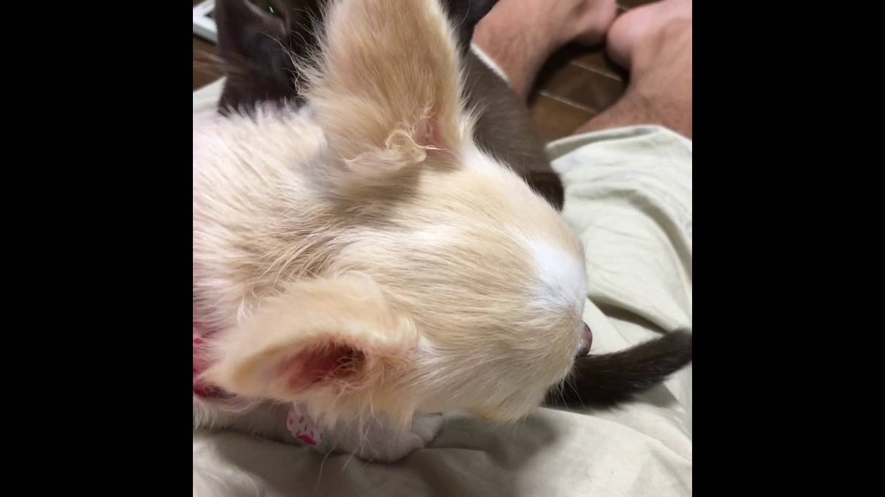 チワワの桃とバーミーズのチェリー20160805