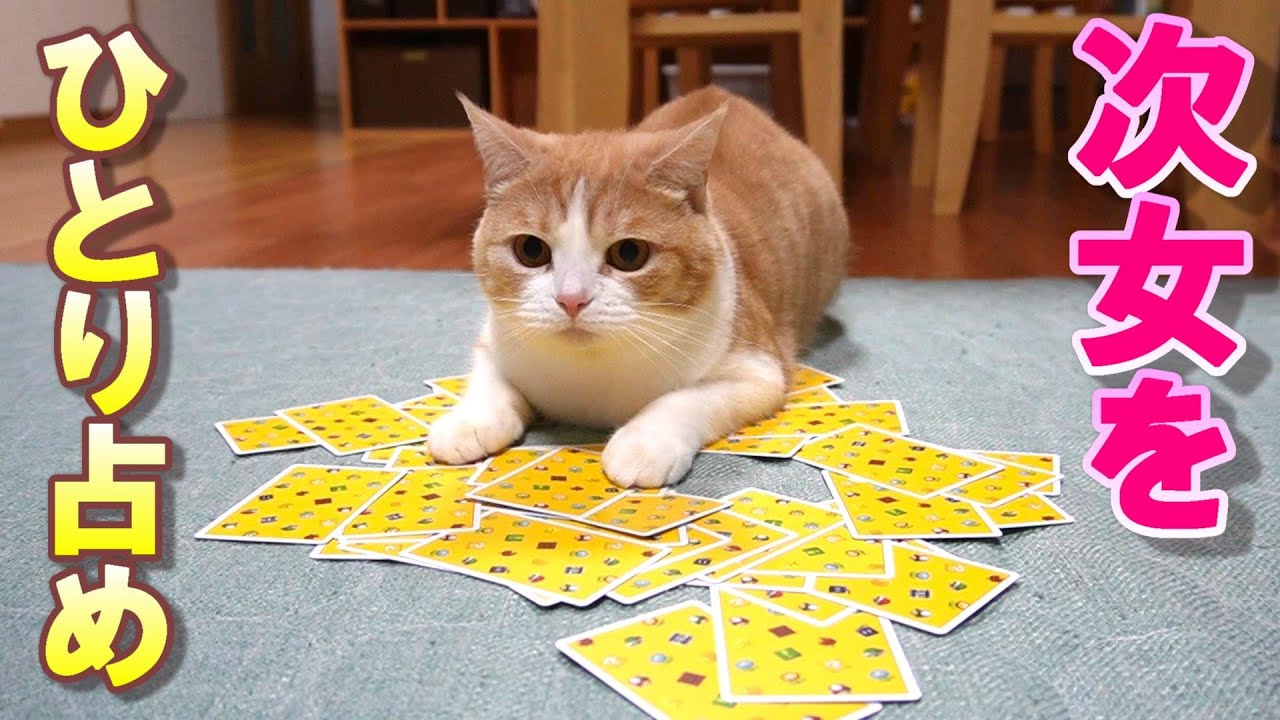 大好きな次女を独り占めしたい猫が妹猫を蹴散らす【スコティッシュフォールド】【アビシニアン】