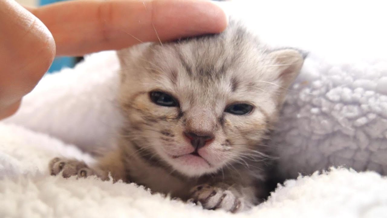 母猫の代わりにぬいぐるみの下に隠れて眠る子猫たち【赤ちゃん猫　保護猫】