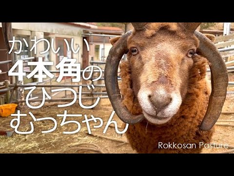 ワンちゃん並みに懐っこいひつじ【六甲山牧場】遊んで欲しくてソワソワするむっちゃん