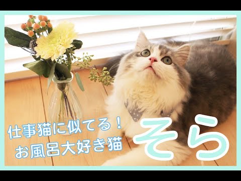 仕事猫に似てる！お風呂大好き猫【セルカークレックスのそら】