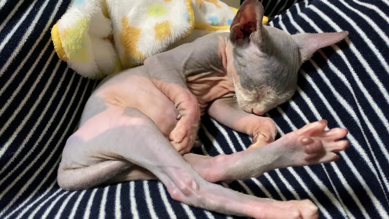 【第2話】スフィンクスのくぅちゃん、甘えん坊！Love SphynxCat!!