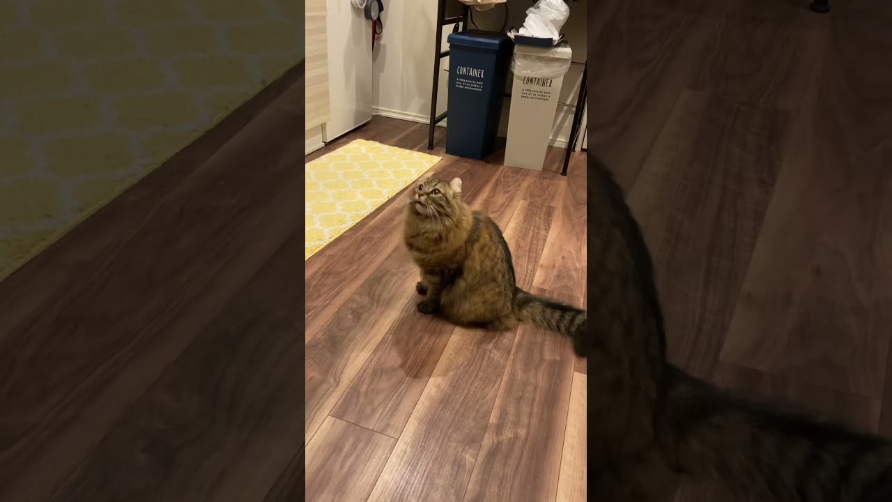 〜ひもが大好きなアメリカンカール〜