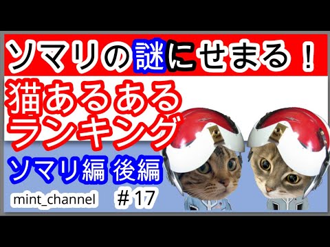 【猫ランキング】ソマリあるある（後編）こんな謎行動しませんか？　Anachronic cat talk show.（MC#17）