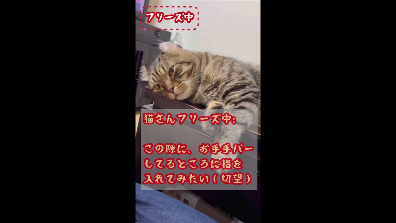 猫の手フェチw / Cat's pow fetish xD #shorts