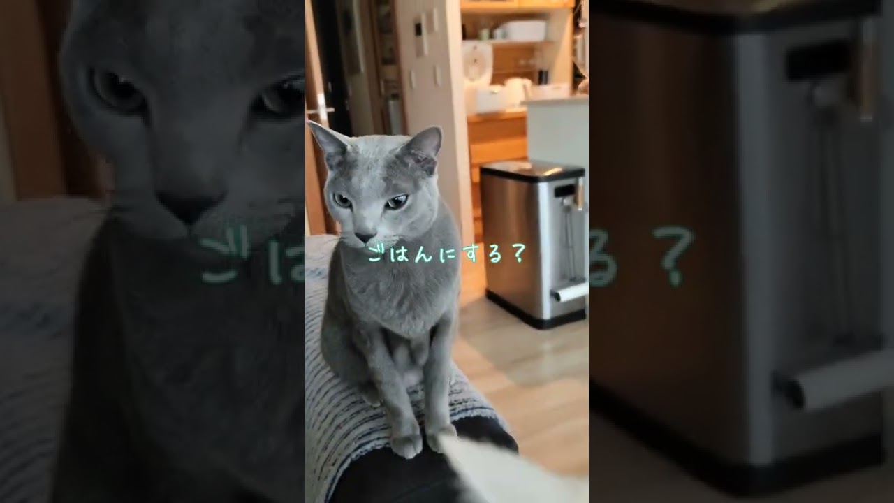オヤツとナデナデを待つ猫😺 #ロシアンブルー #アメショー #猫 #癒し #shorts