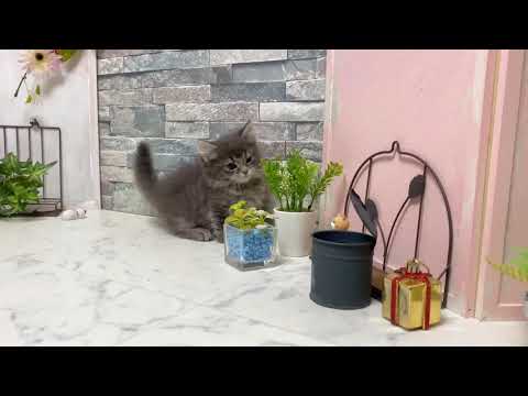 【ナナハチ’s ROOM】短足マンチカン☆ロングヘア　　ブルータビーの男の子　20200820