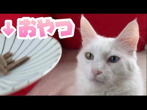 【猫のおやつ】新しいおやつの反応がかわいいターキッシュアンゴラ♡