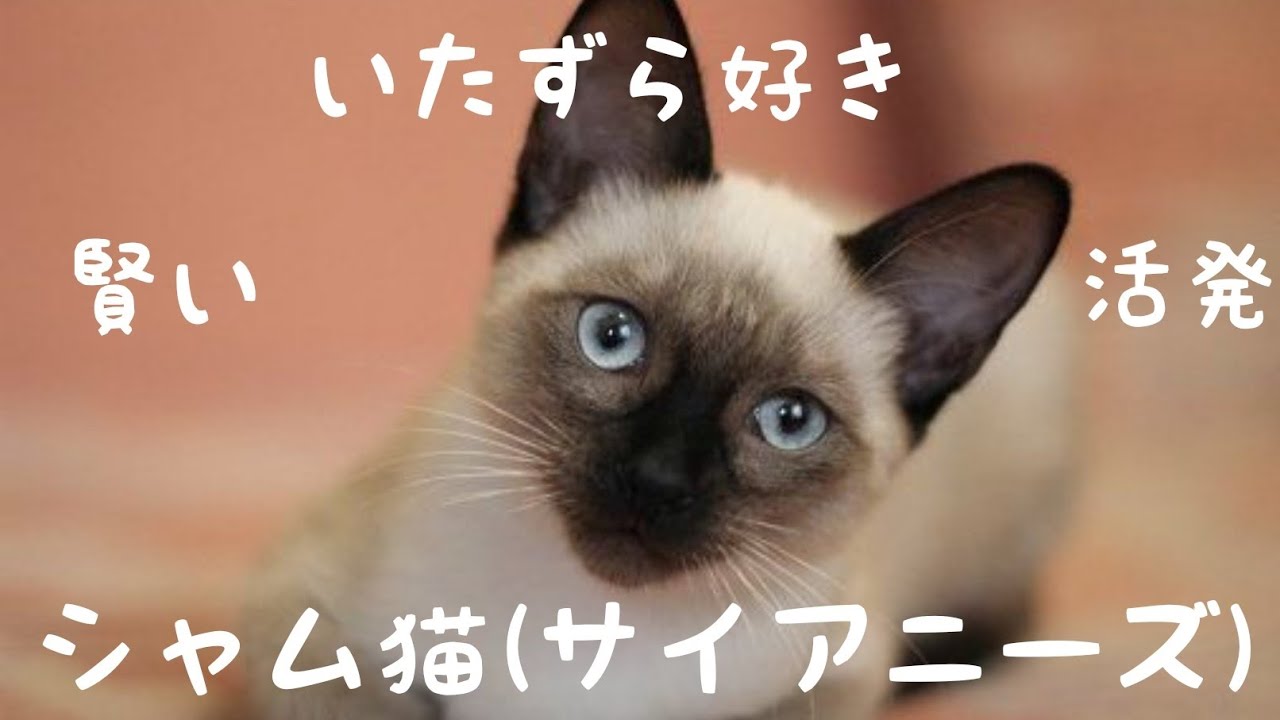 シャム猫(サイアニーズ)の性格や特徴などなど