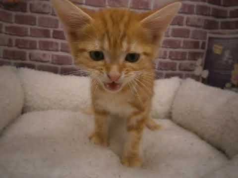 607842 アメリカンショートヘアー