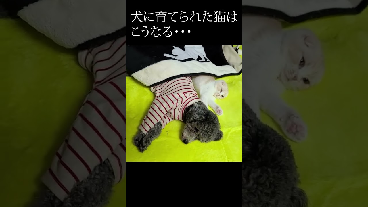 子猫と犬が寒すぎて一緒にこたつに入ってた...笑#shorts