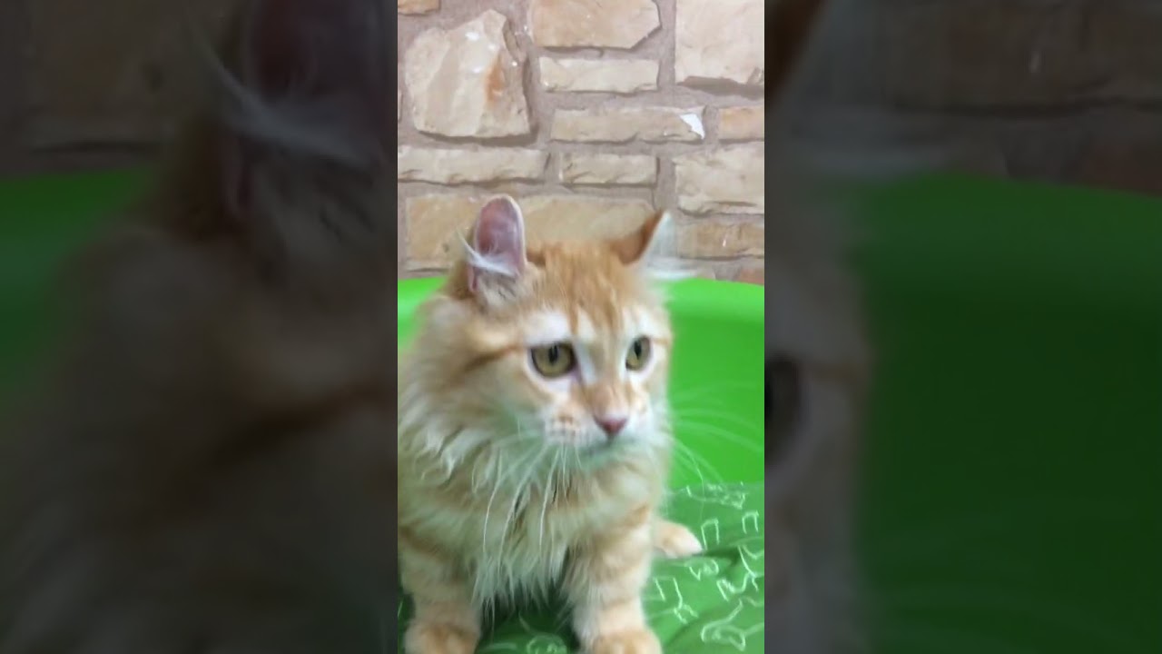 Coo&RIKU　No528259　キンカロー