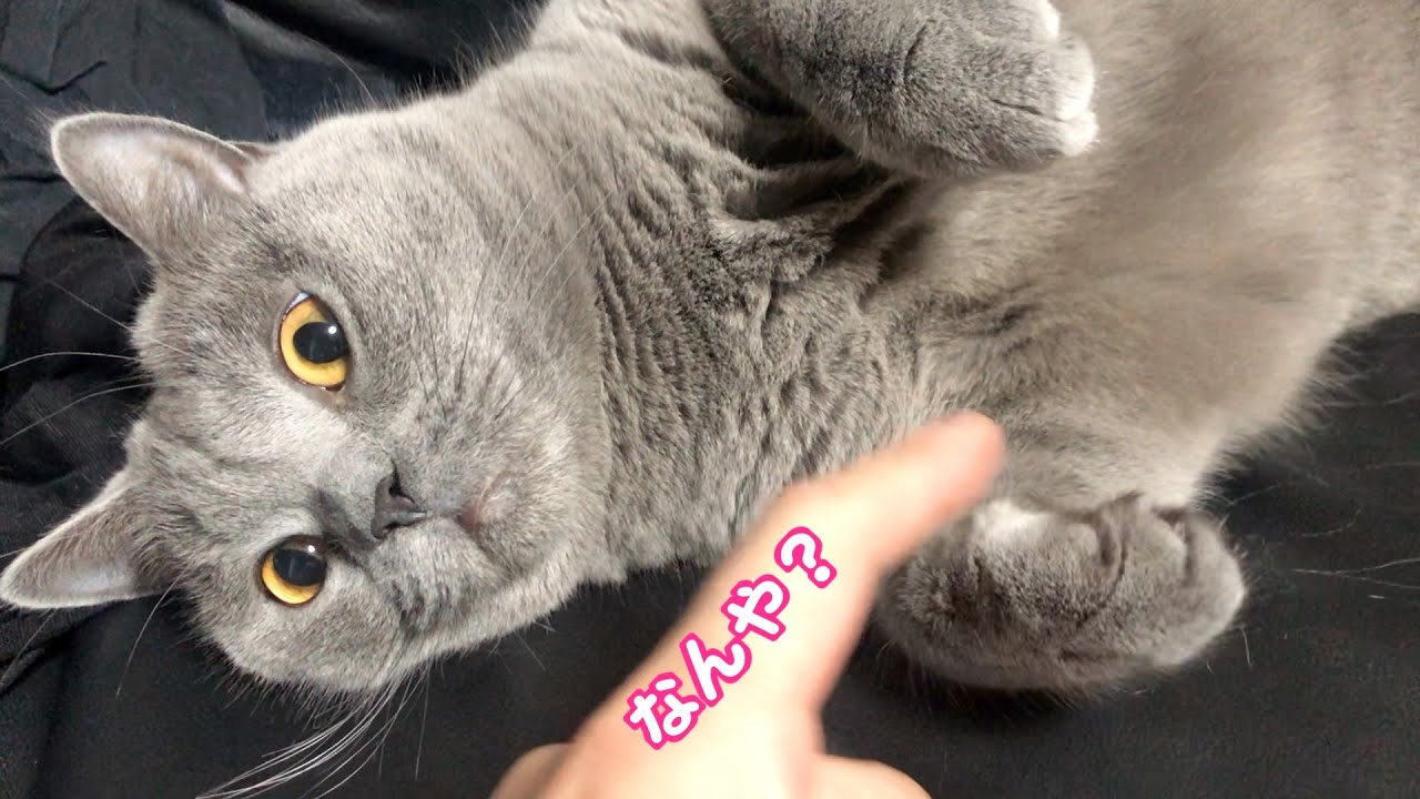 我が家のシャルトリューはこんな感じですw
