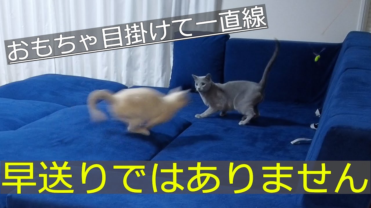 【運動神経抜群】【ロシアンブルー×トンキニーズ】【NOYES】運動不足を解消する猫兄弟（＃27）