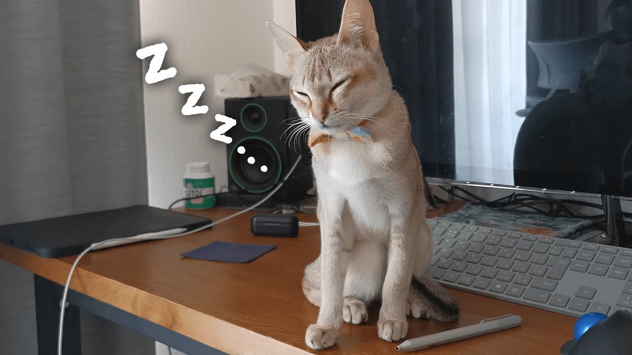 ルルちゃんの好きな寝場所はどこ？【シンガプーラ】