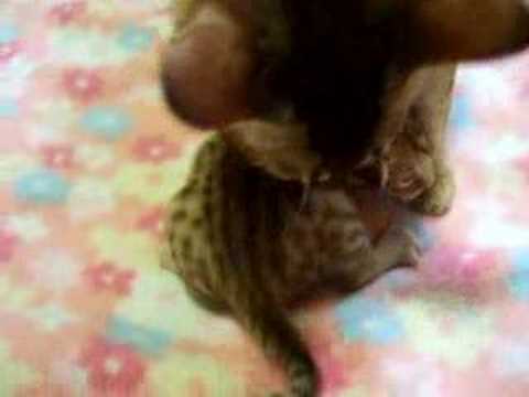 オシキャットの子猫 ver.3