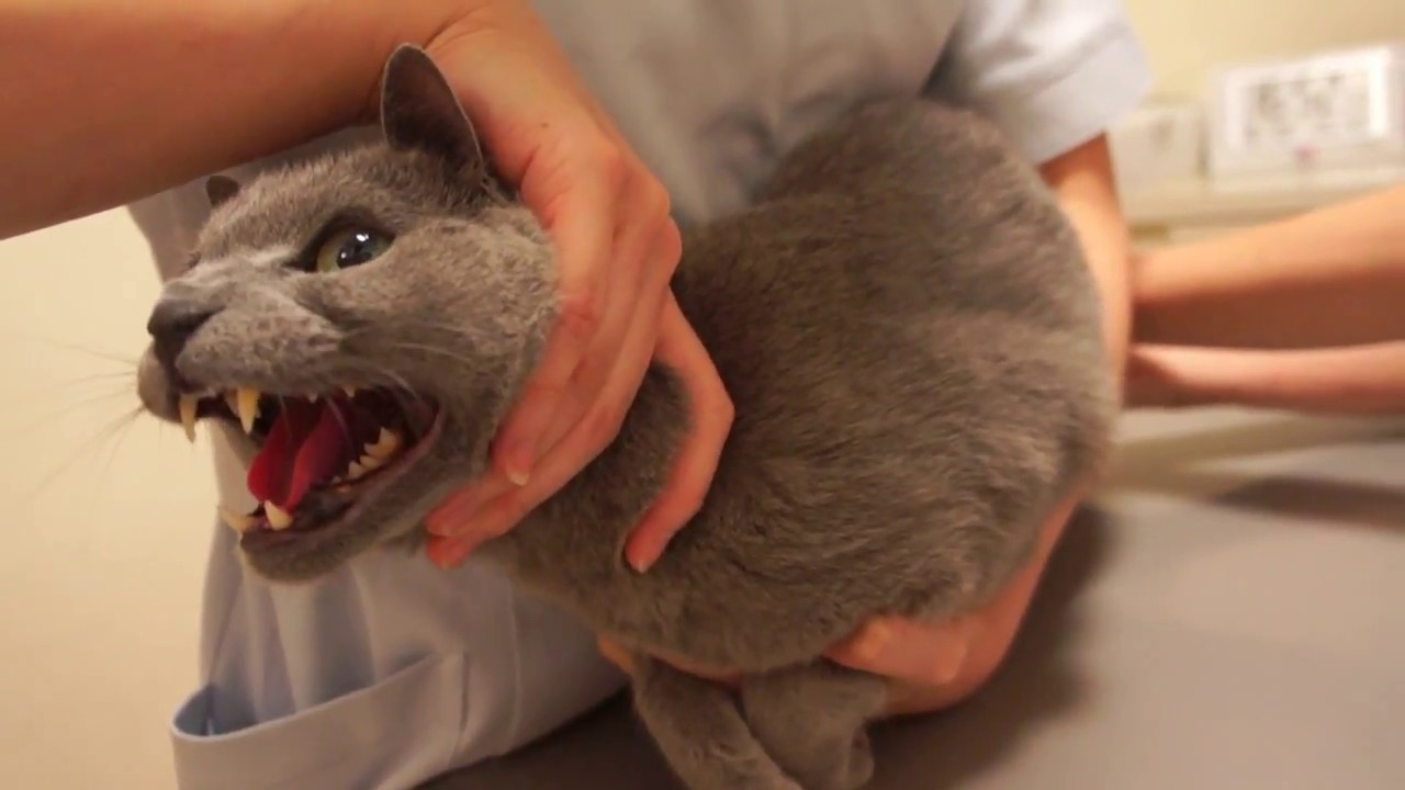 注射に激おこなのにドナルド声でがんばると喋る猫【序章】。ロシアンブルー