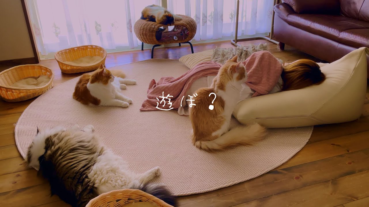 ノルウェージャンがいっぱい居る暮らし。甘えん坊猫多頭飼いの１週間ってこんな感じです【前編】