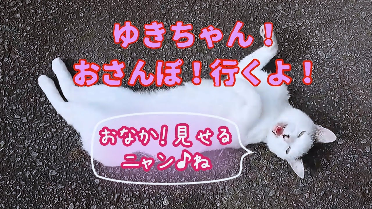 【さんぽねこのゆきちゃん】そこでチッコ！ですか…💦 でもその姿すら可愛い♥️ 日の丸模様を掲げる猫│おなか見せるニャン！もふもふゴロニャン！│熱海│伊豆│日本猫│ジャパニーズ・ボブテイル