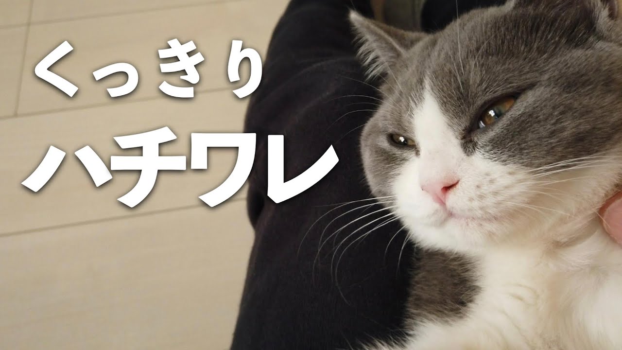 飼い主が離れると甘えん坊が爆発してひっくり返る子猫w