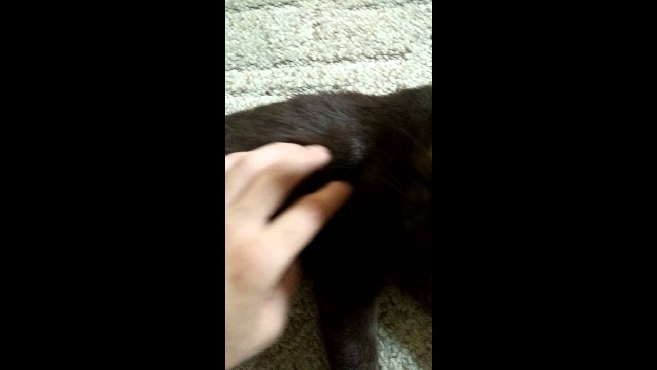 Mysterious Brown Cat Gets Pets